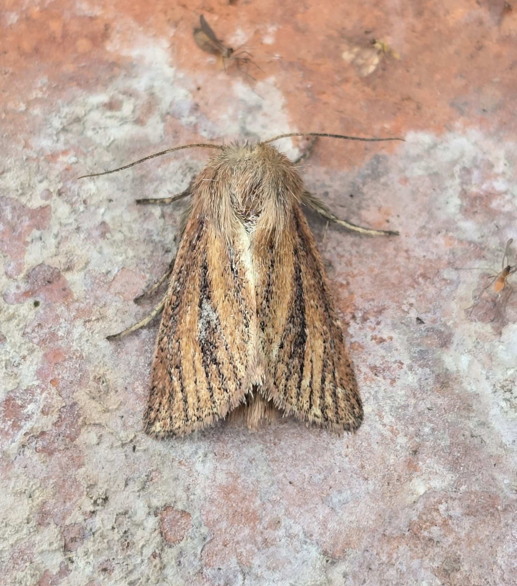 Photo of Small Wainscot (Denticucullus pygmina)